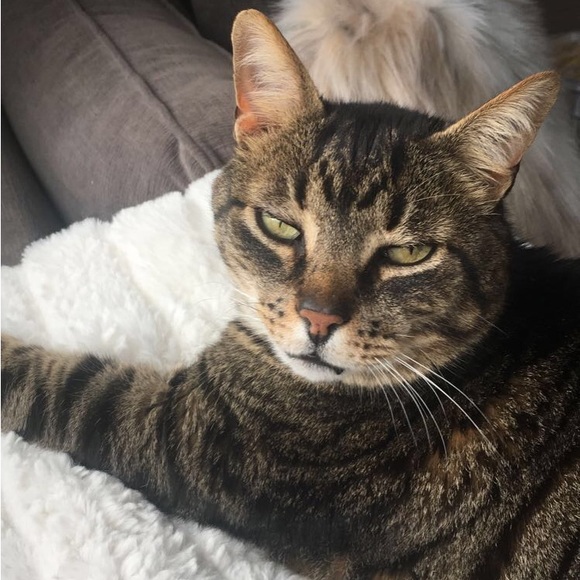 Meet your Posher, Olive - Picture 6 of 7